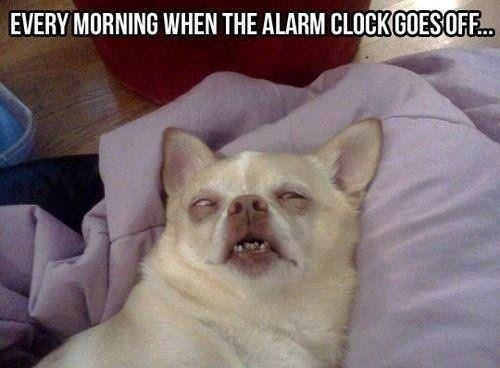 Alarm clocks - meme
