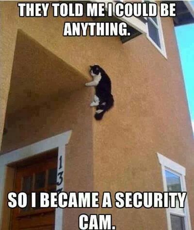 Security Cat - meme