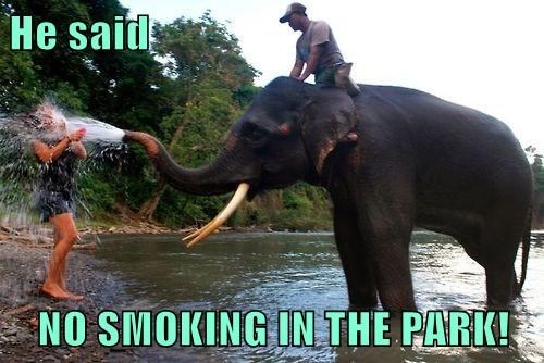 Elephant used Hydro Pump - meme