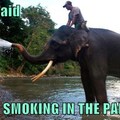 Elephant used Hydro Pump