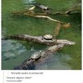 dont mess with turtles