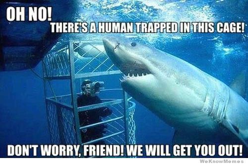 Sharks are cool - meme