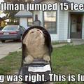 mailman cat