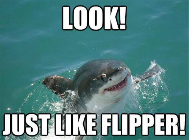sharkpler - meme