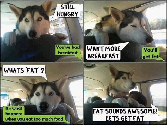 Fat fluffy husky, theres 3 of the 6 levels right there - meme