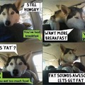 Fat fluffy husky, theres 3 of the 6 levels right there