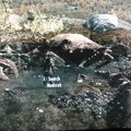 so I was walking in skyrim the other day....