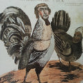 1800's political cartoon I found I'm my brothers textbook