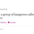 What is a group of kangaroos called?
