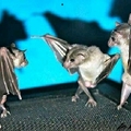 hap dos morcego