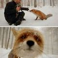 foxy foxy