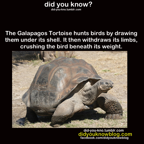 Galapagos  - meme