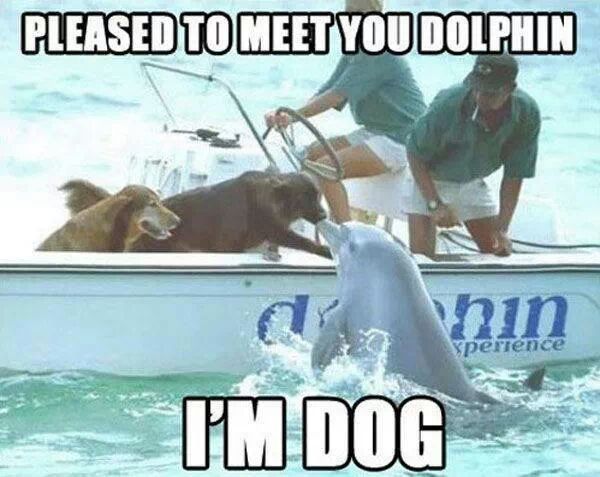 hello mr.dolphin - meme