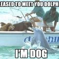 hello mr.dolphin