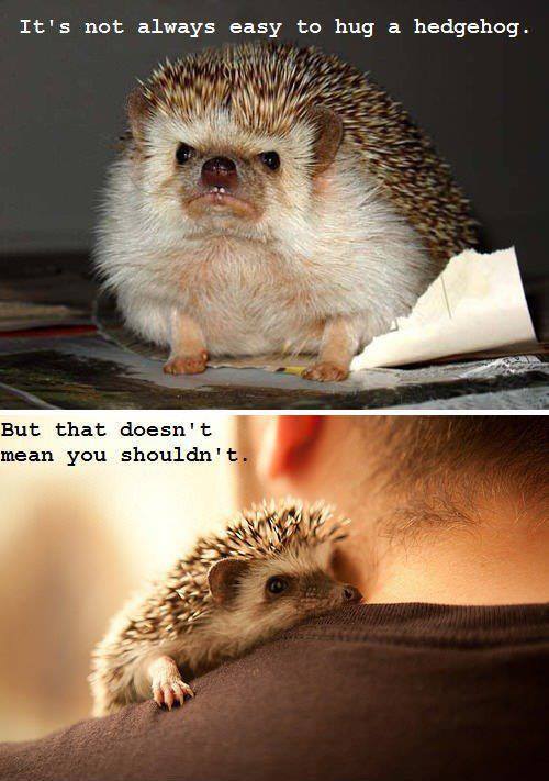 cutie headhog for freee.. interested? :p - meme
