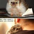cutie headhog for freee.. interested? :p