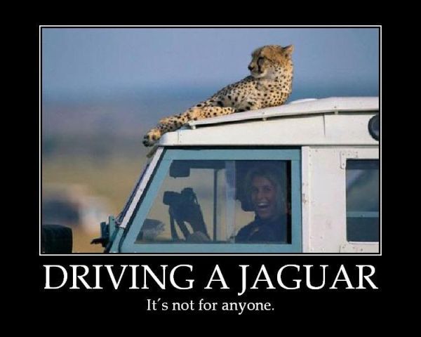 Jaguar Football Memes