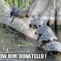 TMNT in real life