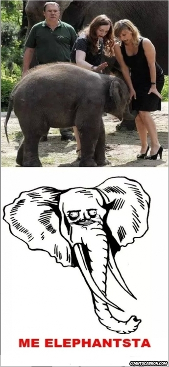 This is my Elephant - meme