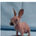 shaved rabbit