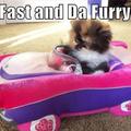 fast-and-the-furriest