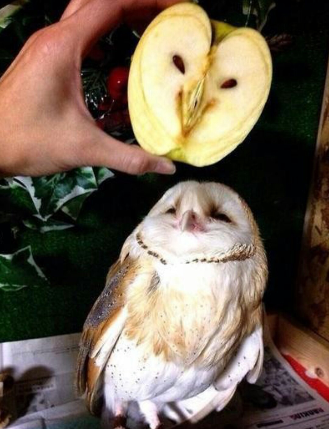 title doesn't own an owl.... or an apple - meme