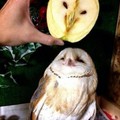 title doesn't own an owl.... or an apple