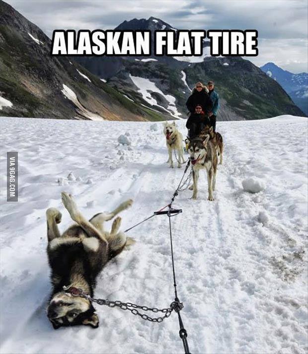 flat leg in alaska - meme