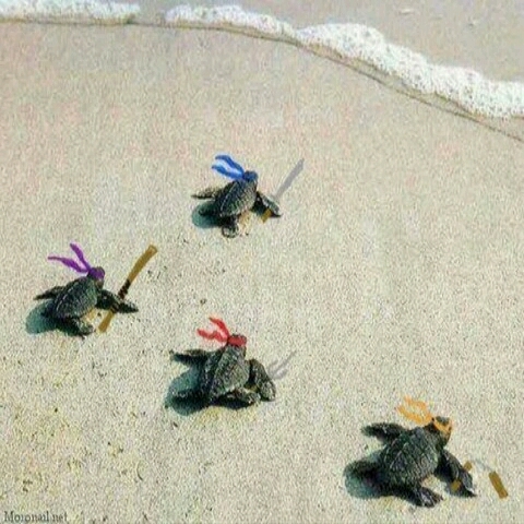 on a retrouvé les tortues ninja ! - meme