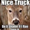 Dam it deer
