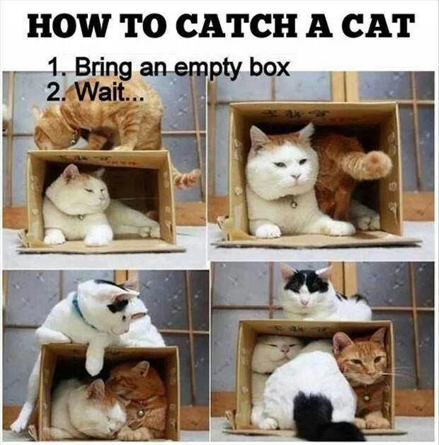 How to catch a cat - meme