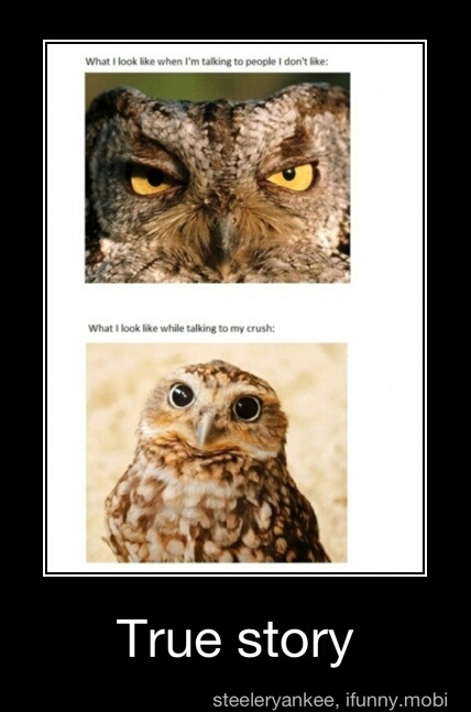 cute owls - meme