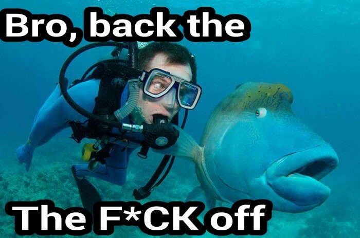 Fish Dicks - meme