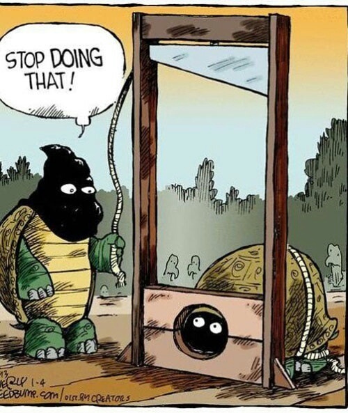 i like turtles - meme