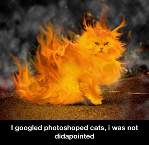 Photoshopped cats - meme