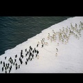 300 nivel:pingüinos