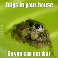 Misunderstood spider