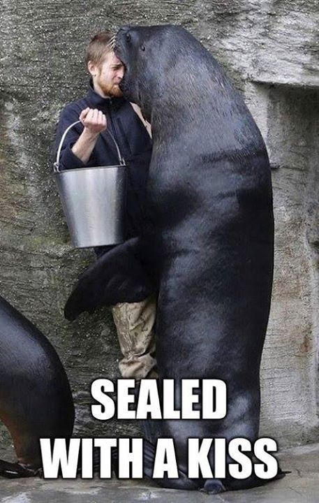 navy seal - meme