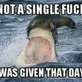 sorry shark...not today