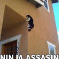 cat assassin