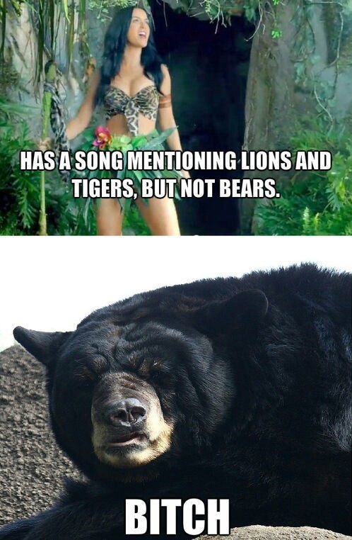 Katy Perry making bears mad - meme
