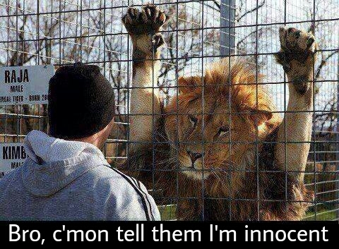 that lion is funny - meme