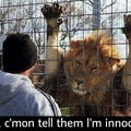 that lion is funny