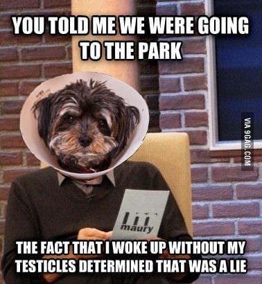 my dog - meme