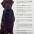 the canine commandments