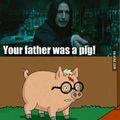 tuo padre era un maiale!