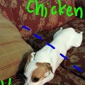 chicken dog
