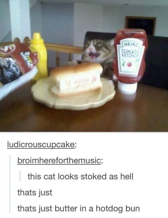 kitty is happy about a butter dog - meme
