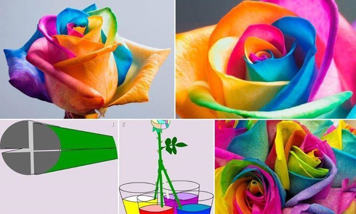 how to make a rainbow rose - meme