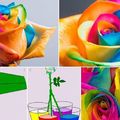how to make a rainbow rose